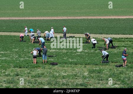 Talalow, Royaume-Uni. 19th juillet 2022. Les ouvriers agricoles cueillant des légumes au soleil flamboyant et chaud le jour le plus chaud jamais enregistré en Angleterre alors que les températures ont atteint 40 degrés aujourd'hui. Les employeurs doivent faire preuve de diligence envers leurs employés en vertu de la Loi sur la santé et la sécurité au travail pour assurer des conditions de travail sécuritaires, mais il est surprenant qu'il n'existe pas de loi sur les températures maximales en milieu de travail. Crédit : Maureen McLean/Alay Live News Banque D'Images