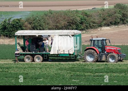 Talalow, Royaume-Uni. 19th juillet 2022. Les ouvriers agricoles cueillant des légumes au soleil flamboyant et chaud le jour le plus chaud jamais enregistré en Angleterre alors que les températures ont atteint 40 degrés aujourd'hui. Les employeurs doivent faire preuve de diligence envers leurs employés en vertu de la Loi sur la santé et la sécurité au travail pour assurer des conditions de travail sécuritaires, mais il est surprenant qu'il n'existe pas de loi sur les températures maximales en milieu de travail. Crédit : Maureen McLean/Alay Live News Banque D'Images