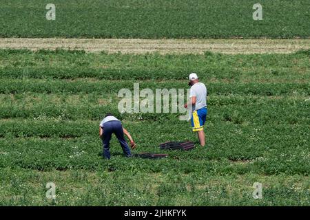 Talalow, Royaume-Uni. 19th juillet 2022. Les ouvriers agricoles cueillant des légumes au soleil flamboyant et chaud le jour le plus chaud jamais enregistré en Angleterre alors que les températures ont atteint 40 degrés aujourd'hui. Les employeurs doivent faire preuve de diligence envers leurs employés en vertu de la Loi sur la santé et la sécurité au travail pour assurer des conditions de travail sécuritaires, mais il est surprenant qu'il n'existe pas de loi sur les températures maximales en milieu de travail. Crédit : Maureen McLean/Alay Live News Banque D'Images