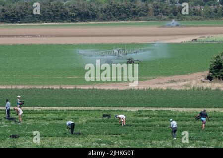 Talalow, Royaume-Uni. 19th juillet 2022. Les ouvriers agricoles cueillant des légumes au soleil flamboyant et chaud le jour le plus chaud jamais enregistré en Angleterre alors que les températures ont atteint 40 degrés aujourd'hui. Les employeurs doivent faire preuve de diligence envers leurs employés en vertu de la Loi sur la santé et la sécurité au travail pour assurer des conditions de travail sécuritaires, mais il est surprenant qu'il n'existe pas de loi sur les températures maximales en milieu de travail. Crédit : Maureen McLean/Alay Live News Banque D'Images