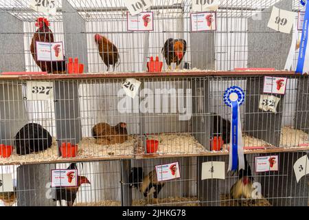 Des poulets dans des cages à un salon de l'agriculture. Banque D'Images