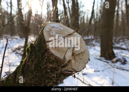 Arbres sciés dans la forêt d'hiver Banque D'Images