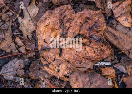 Une feuille de tulipe tombée sur le sol sur d'autres feuilles en décomposition affichant les couleurs de l'automne vue rapprochée pour les fonds et les textures Banque D'Images