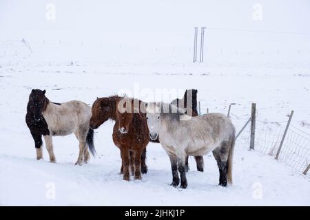 Des chevaux islandais à l'extérieur pendant une tempête de neige hivernale Banque D'Images