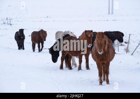 Des chevaux islandais dehors pendant une tempête de neige en hiver Banque D'Images