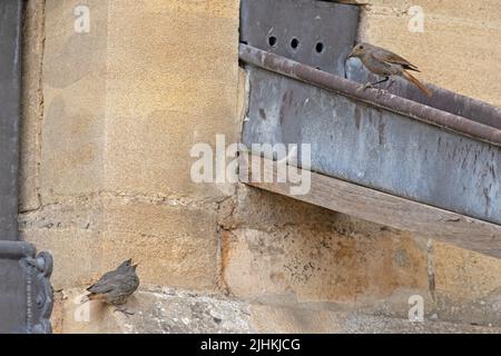 Black Redstart (Phoenicurus ochruros) adulte nourrissant un mineur Norwich UK GB juillet 2022 Banque D'Images