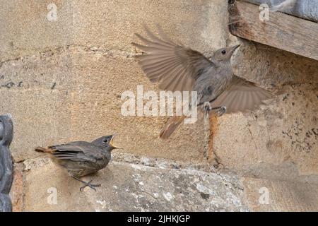 Black Redstart (Phoenicurus ochruros) adulte nourrissant un mineur Norwich UK GB juillet 2022 Banque D'Images