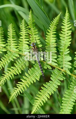 Dragonfly poilu (Brachytron pratense) mâle au repos sur la feuille de fougères Somerset, mai, Angleterre Banque D'Images