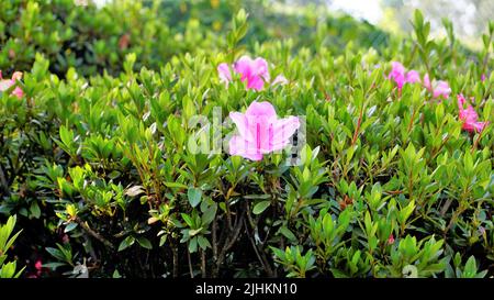 Belles fleurs roses de Rhododendron simsii également connu sous le nom d'Azalea, Rhododendron, Pot Azalea. Paysage et fond d'écran. Banque D'Images