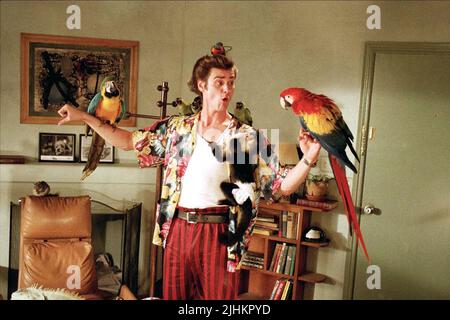 JIM CARREY, perroquets, Ace Ventura : PET DETECTIVE, 1994 Banque D'Images