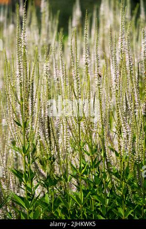 Racines de foies, Veronicastrum virginicum 'Pink Glow', été, jardin, plante, fleurs Banque D'Images