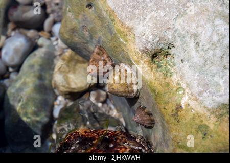 Mollusques comestibles d'eau de mer patella caerulea, espèce de limette de la famille des patellidae à marée basse à Etretat, Normandie, France Banque D'Images