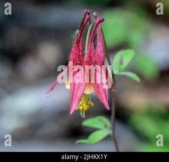 Columbine s'épanouissent le long d'un bois de printemps dans North Branch, Minnesota, États-Unis. Banque D'Images