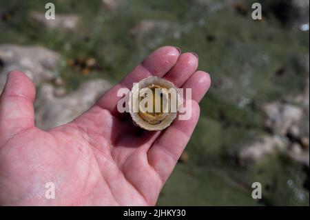 Mollusques comestibles d'eau de mer patella caerulea, espèce de limette de la famille des patellidae à marée basse à Etretat, Normandie, France Banque D'Images