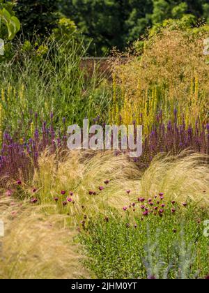 Plantation de style Prairie dans le jardin clos de RHS Bridgewater, Salford. ROYAUME-UNI Banque D'Images