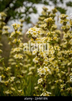 Les fleurs jaune pâle et crémeuses de Sisyrinchium striatum, noms communs herbe-à-yeux-jaune pâle ou fleur de satin. Banque D'Images