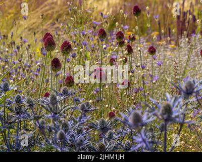 Eryngiums bleus et Allium sphaerocephalon croissant parmi les herbes ornementales. Banque D'Images