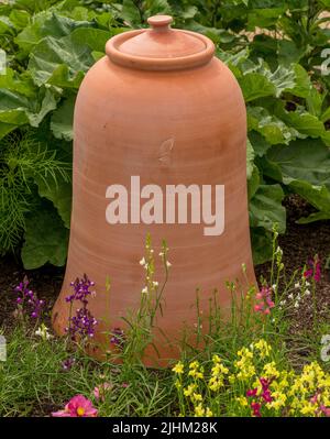 Soucoupe en terre cuite de Rhubarb dans un jardin britannique avec des fleurs colorées en premier plan. Banque D'Images