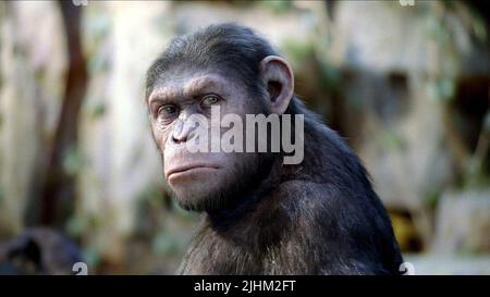 APE, MONTÉE DE LA PLANÈTE DES SINGES, 2011 Banque D'Images