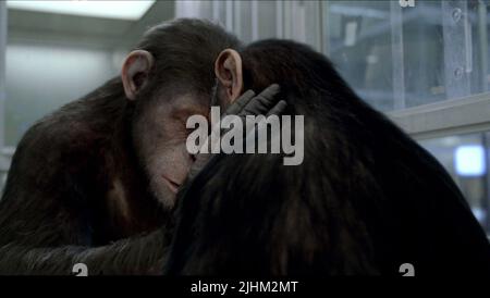 Singes, MONTÉE DE LA PLANÈTE DES SINGES, 2011 Banque D'Images