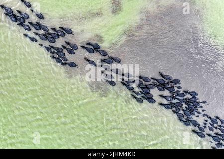 Les buffles d'eau sont en bordure de rivière et se baignent dans l'eau de la rivière Banque D'Images