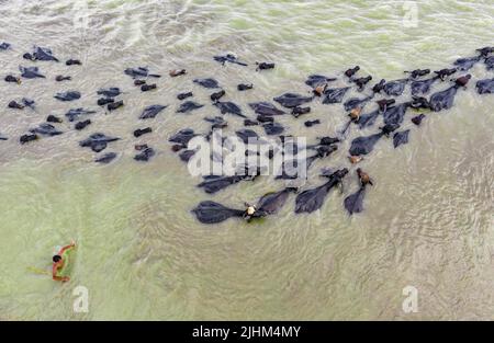 Les buffles d'eau sont en bordure de rivière et se baignent dans l'eau de la rivière Banque D'Images