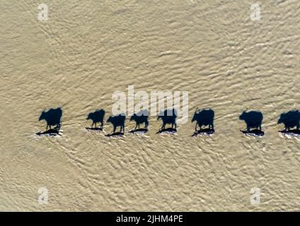 Les buffles d'eau sont en bordure de rivière et se baignent dans l'eau de la rivière Banque D'Images