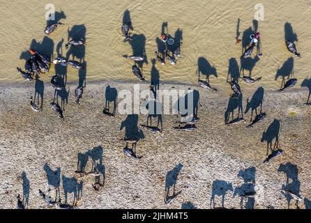 Les buffles d'eau sont en bordure de rivière et se baignent dans l'eau de la rivière Banque D'Images