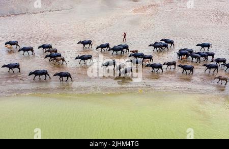 Les buffles d'eau sont en bordure de rivière et se baignent dans l'eau de la rivière Banque D'Images