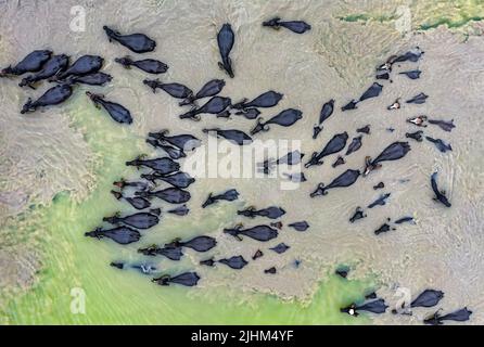 Les buffles d'eau sont en bordure de rivière et se baignent dans l'eau de la rivière Banque D'Images