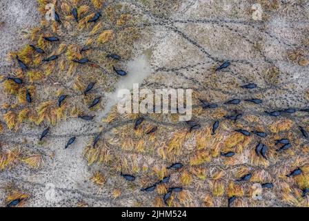 Les buffles d'eau sont en bordure de rivière et se baignent dans l'eau de la rivière Banque D'Images