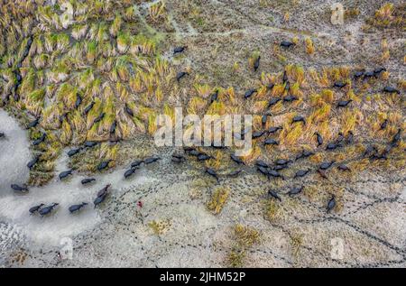 Les buffles d'eau sont en bordure de rivière et se baignent dans l'eau de la rivière Banque D'Images
