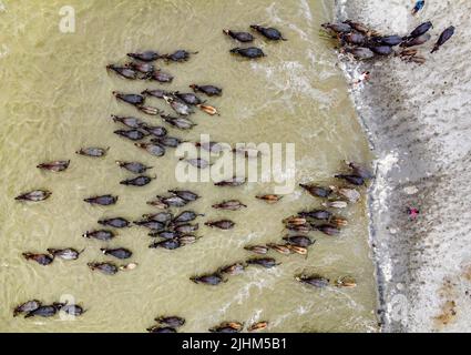 Les buffles d'eau sont en bordure de rivière et se baignent dans l'eau de la rivière Banque D'Images