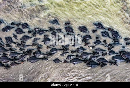 Les buffles d'eau sont en bordure de rivière et se baignent dans l'eau de la rivière Banque D'Images