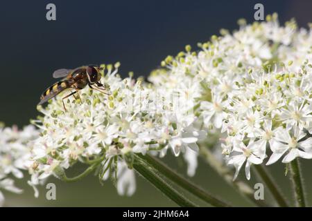 Survol collectant le nectar et le pollen de la fleur Banque D'Images