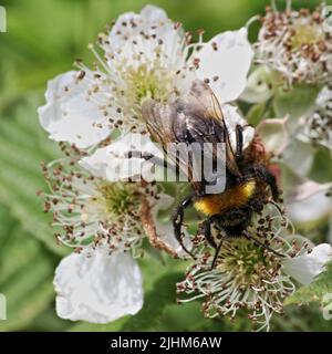 Bumblebee de coucou du sud (Bombus vestalis) sur une fleur de Bramble Banque D'Images