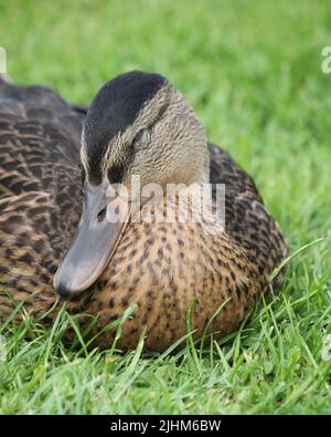 Femelle Canard colvert assis sur l'herbe Banque D'Images