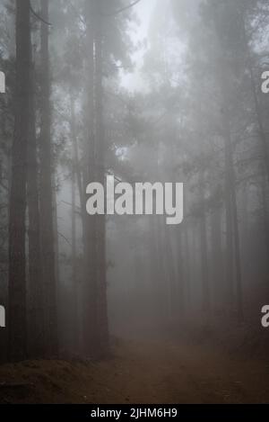 Chemin de forêt brumeux entre les pins. Mystérieux jour de brume Banque D'Images