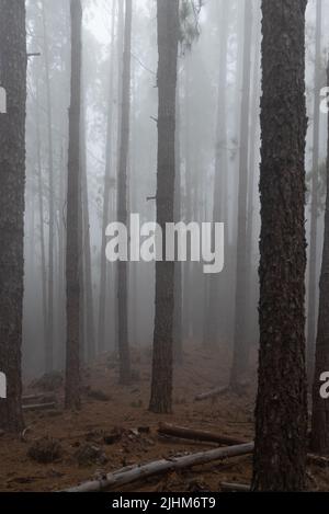 Chemin de forêt brumeux entre les pins. Mystérieux jour de brume Banque D'Images