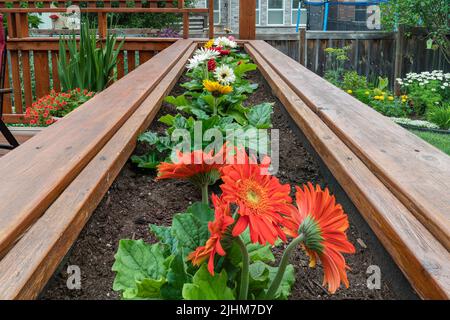 Gerberas sur une terrasse dans une boîte avec des panneaux de bois peints Banque D'Images