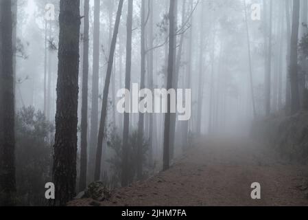 Chemin de forêt brumeux entre les pins. Mystérieux jour de brume Banque D'Images