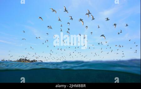 Colonie d'oiseaux de mer (goélands méditerranéens) volant dans le ciel vu de la surface de la mer, Espagne Banque D'Images