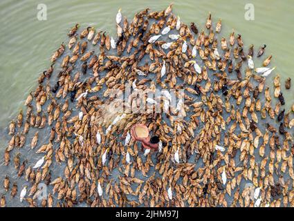 Les canards kaki Campbell se précipitent en cercle alors que les ouvriers les nourrissent sur une ferme, vue aérienne de dessus. Ferme de canards, mouvement des oiseaux, scène rurale, tir de drone, heure de nourriture Banque D'Images