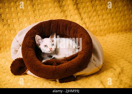 Drôle jeune petit blanc Devon Rex Kitten Kitty reposant dans un lit à sac chaud. Chat à poil court de race anglaise sur fond de Plaid jaune. Shorthair Banque D'Images