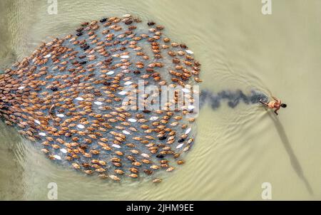 Les canards kaki Campbell se précipitent en cercle alors que les ouvriers les nourrissent sur une ferme, vue aérienne de dessus. Ferme de canards, mouvement des oiseaux, scène rurale, tir de drone, heure de nourriture Banque D'Images