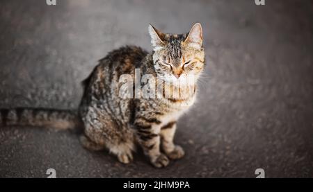 Joli tabby beau sans-abri chat gris assis sur l'asphalte gris dans la rue. Vue de dessus. Banque D'Images