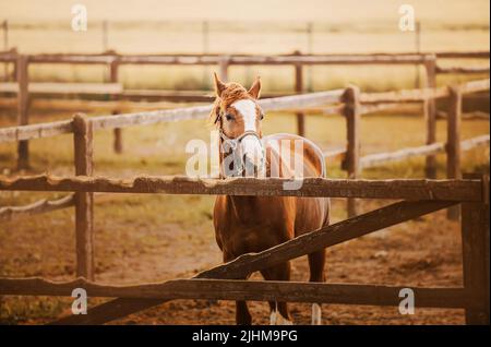 Un beau cheval d'ostréiculture se dresse dans un enclos avec une clôture en bois sur une ferme située dans les champs un jour d'été. Agriculture et élevage. Banque D'Images