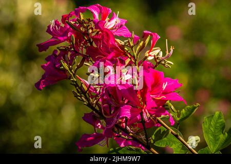 Les fleurs de bauhinia sont rouges et roses avec des pétales verts, la pointe du pistil est pleine de poudre jaune Banque D'Images