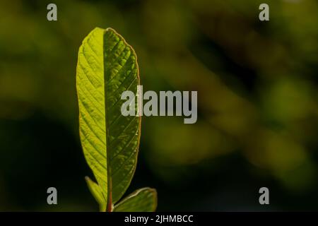 Les feuilles de la plante de la goyave sont vertes et ont une texture épaisse avec des squelettes de feuilles clairement visibles, isolés sur un fond flou Banque D'Images