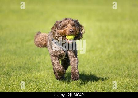 Cafoo marron portant collier de chien et harnais courant sur l'herbe avec une balle de tennis dans sa bouche Banque D'Images